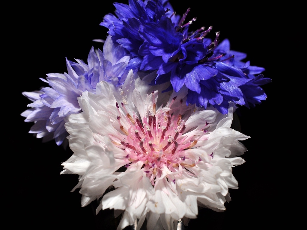 Три разноцветных василька на черном фоне