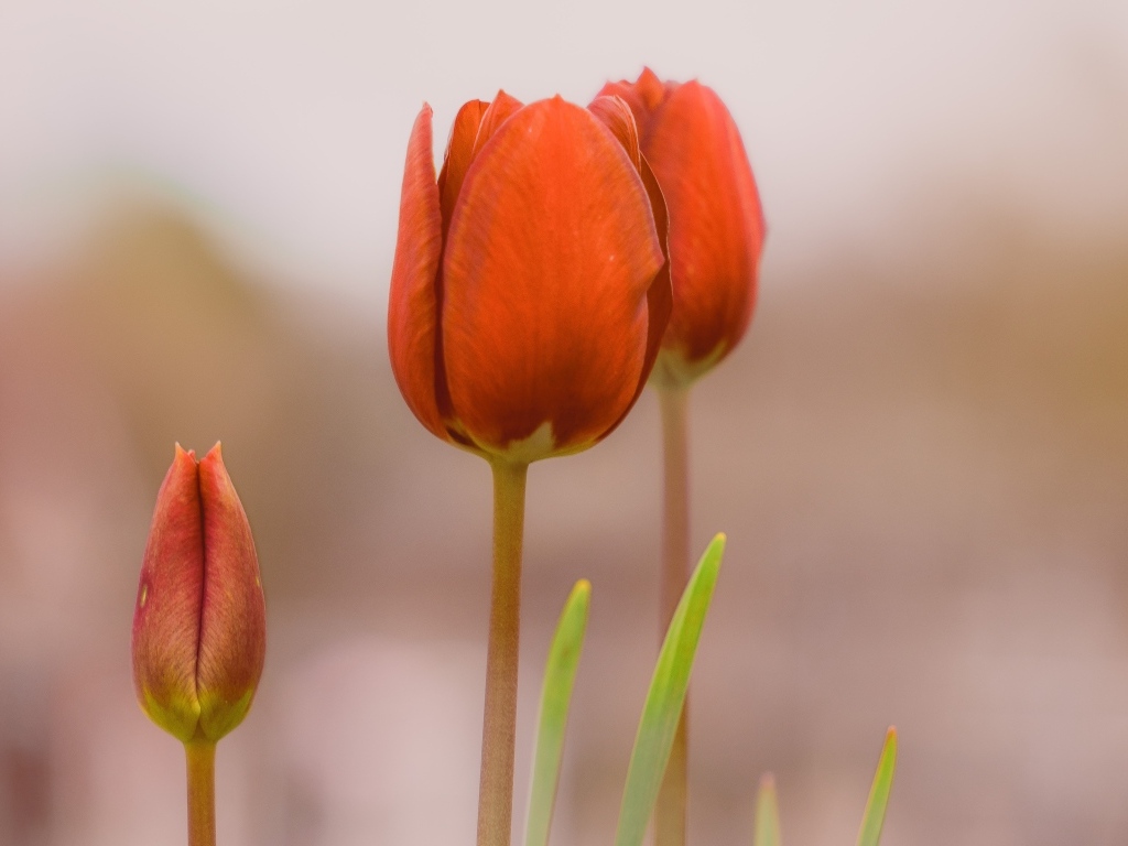 Три красных тюльпана на коричневом фоне