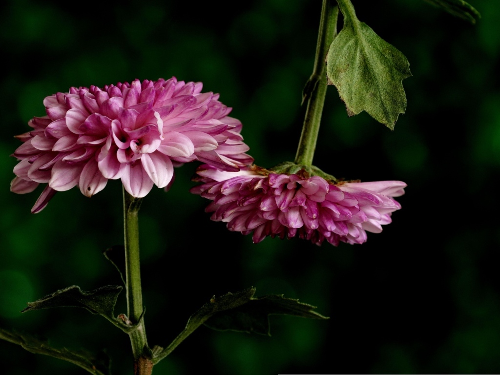 Два розовых цветка хризантемы