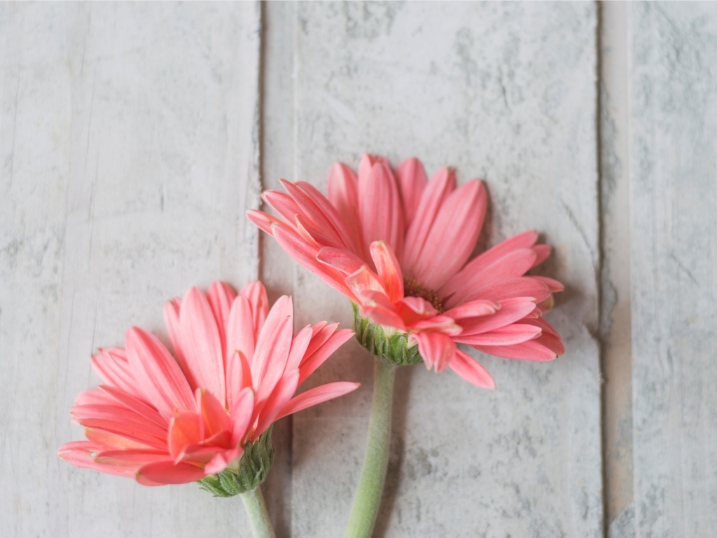 Две розовые герберы на сером столе