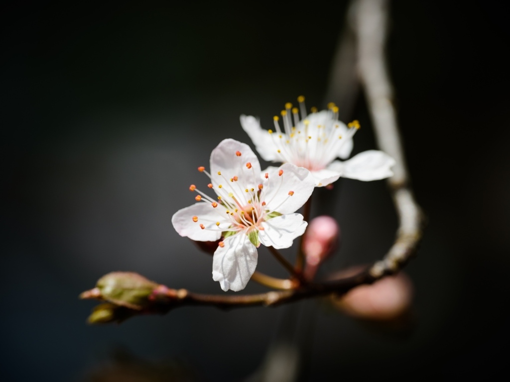 Два белых цветка вишни крупным планом