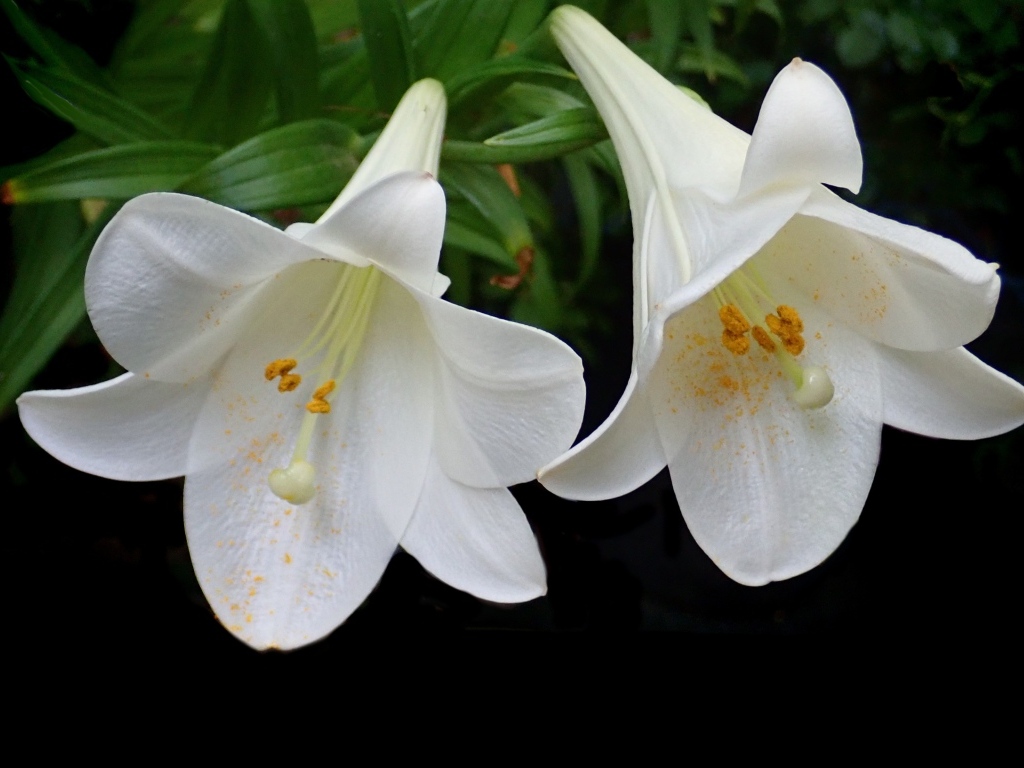 Две белые лилии в желтой пыльце на черном фоне