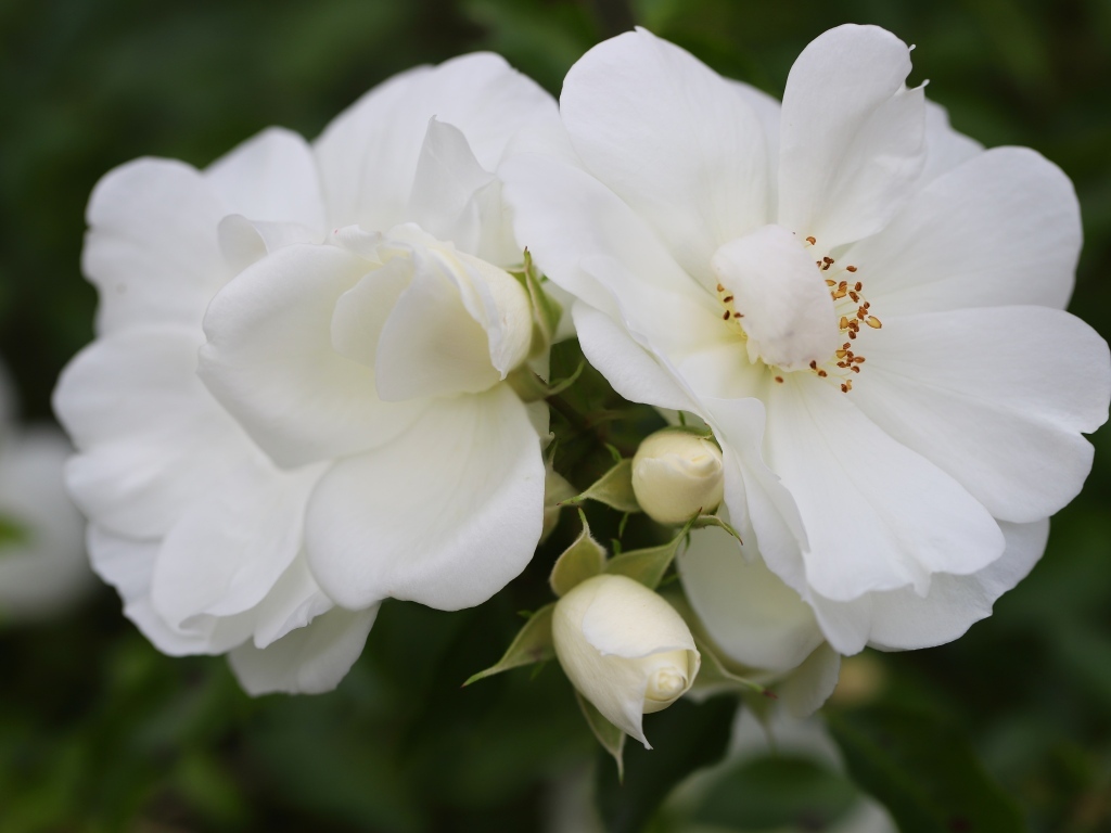 Две белые розы с бутонами крупным планом