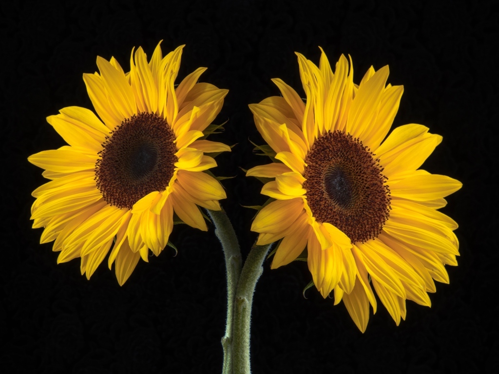Два желтых подсолнуха на черном фоне