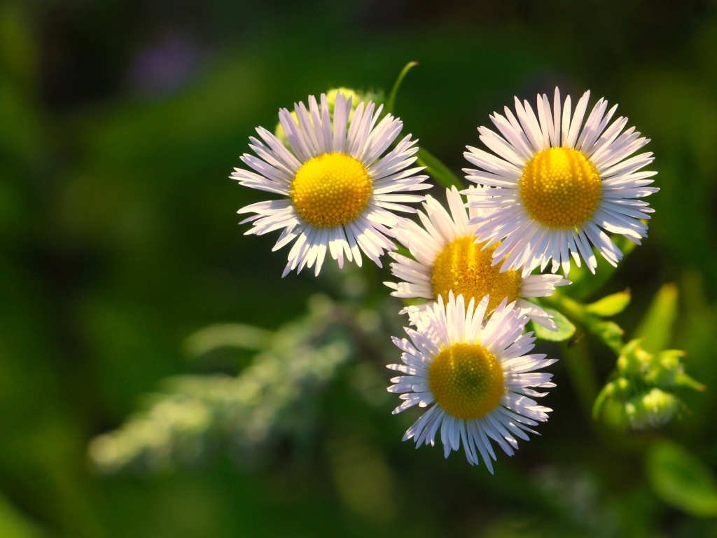 Белые цветы сентябринки в лучах солнца