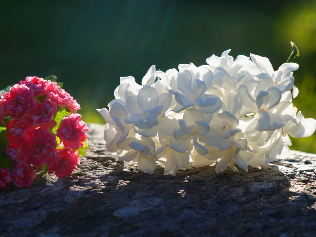 Белый и розовый цветок лежат на камне