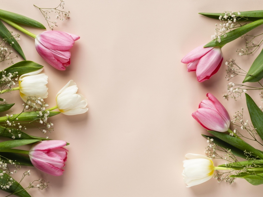 Белые и розовые тюльпаны с цветами гипсофилы на розовом фоне