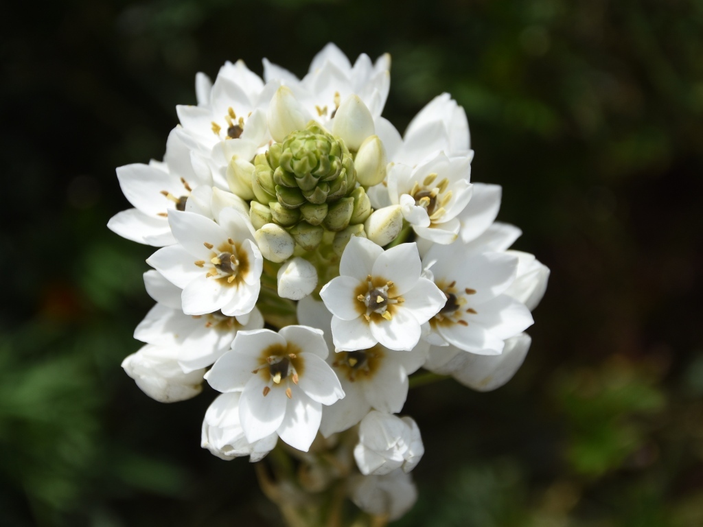 Белый распускающийся цветок арабикум