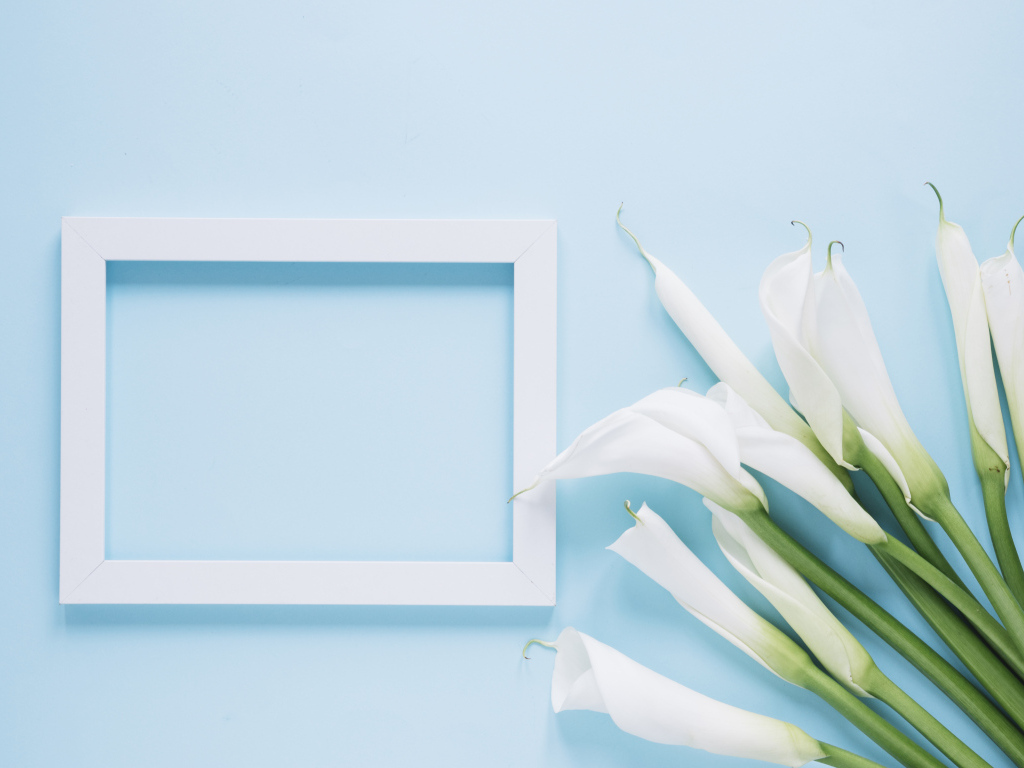 Белые каллы с рамкой для фото на голубом фоне