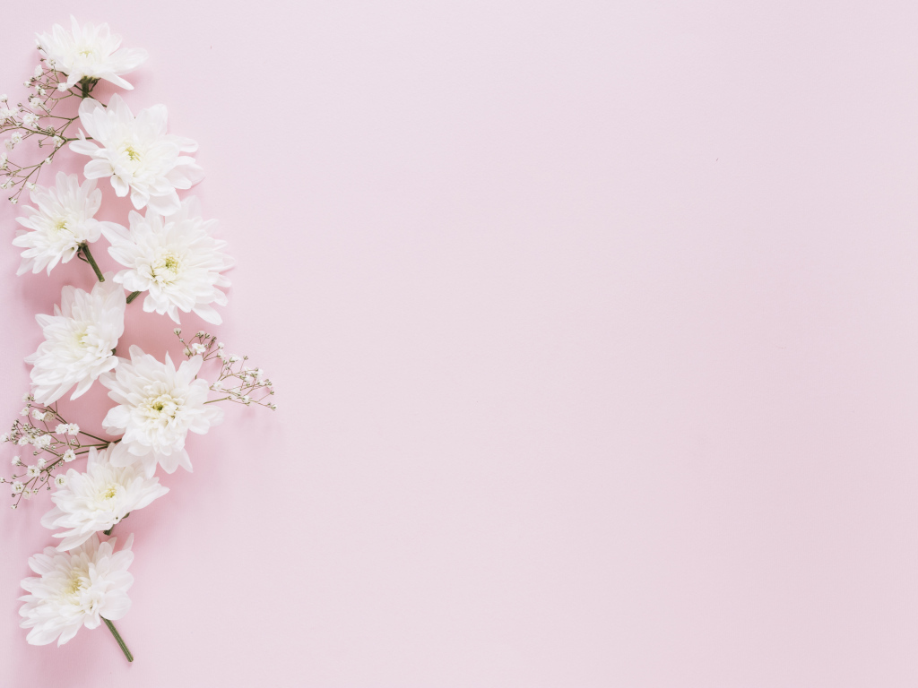 Белые хризантемы с гипсофилой на розовом фоне