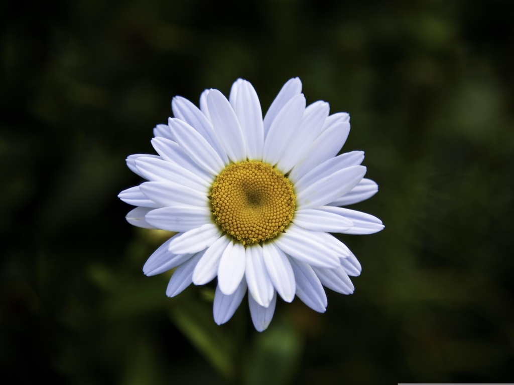 Белая полевая ромашка с желтой серединкой