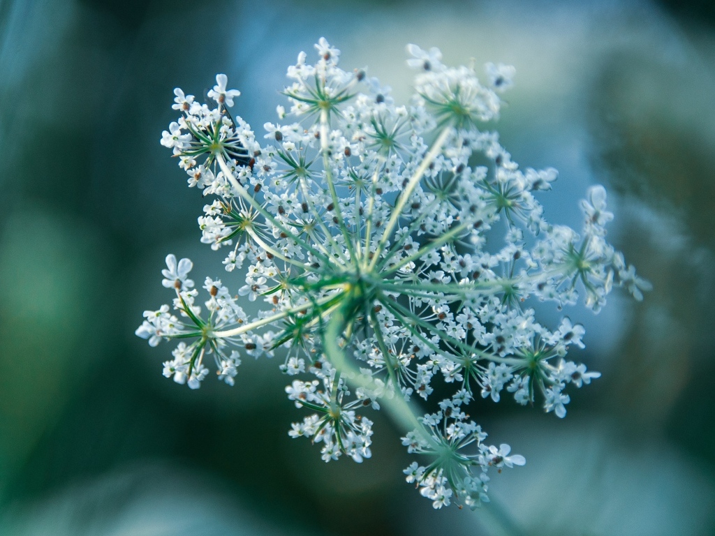 Белое цветущее полевое растение