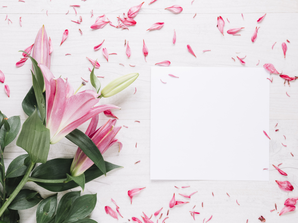Белый лист с розовыми цветами лилии