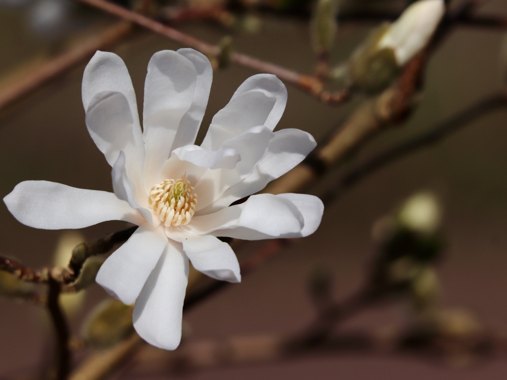 Белый цветок магнолии на ветке крупным планом