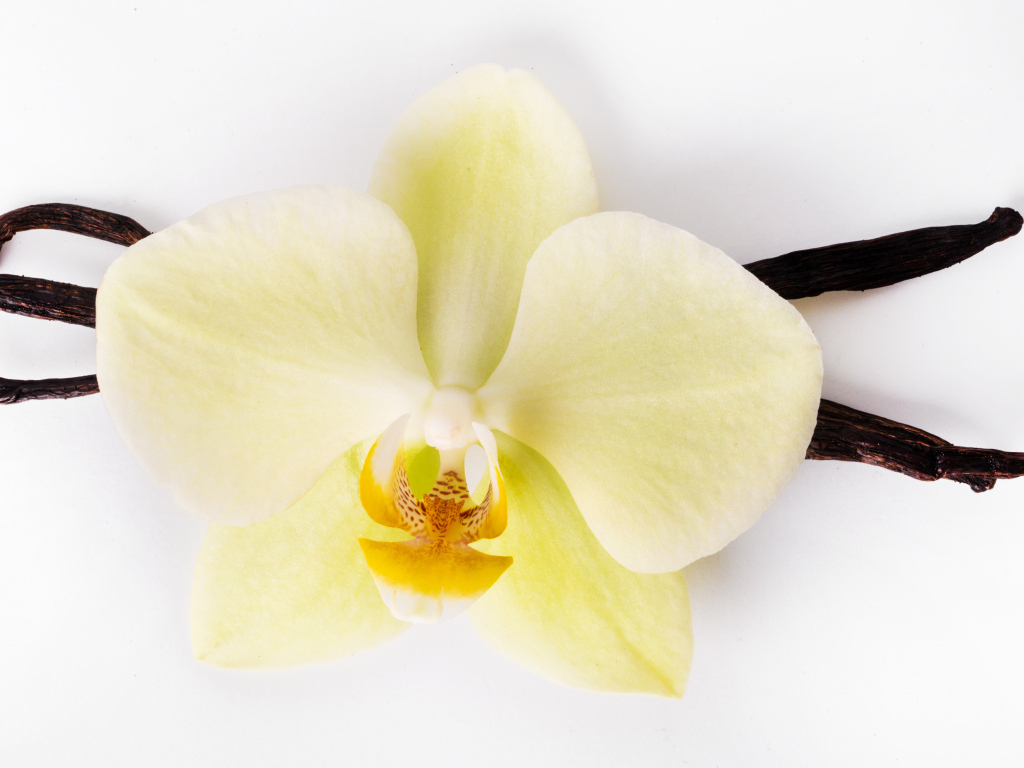 Белый цветок орхидеи с ванилью на белом фоне
