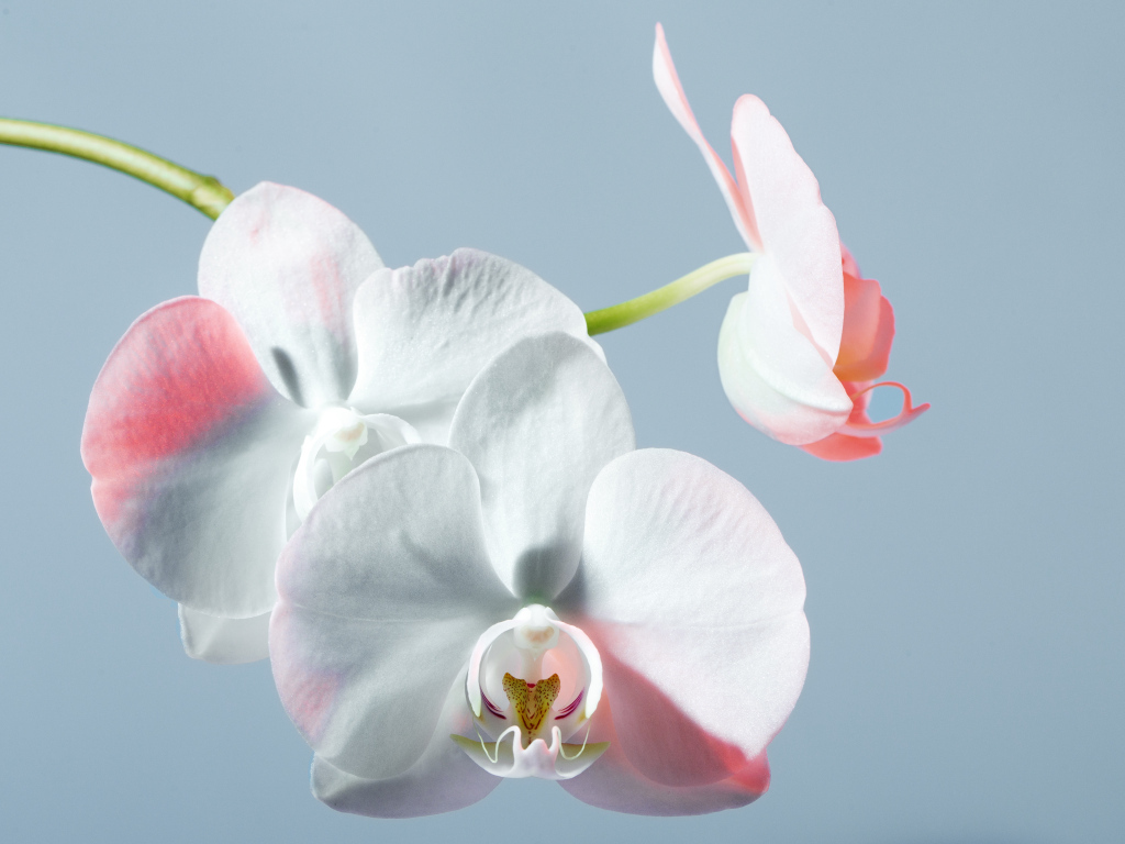 Белые орхидеи на голубом фоне