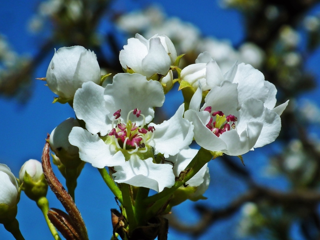 Белые цветы груши на ветке весной