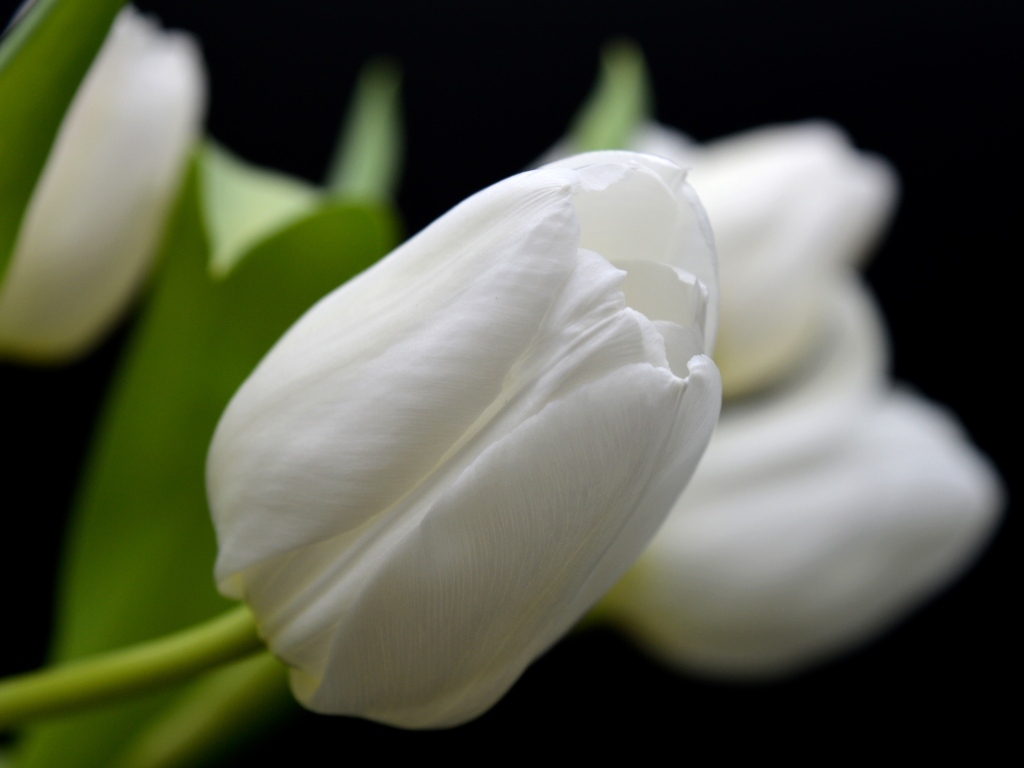 Белый тюльпан в букете крупным планом