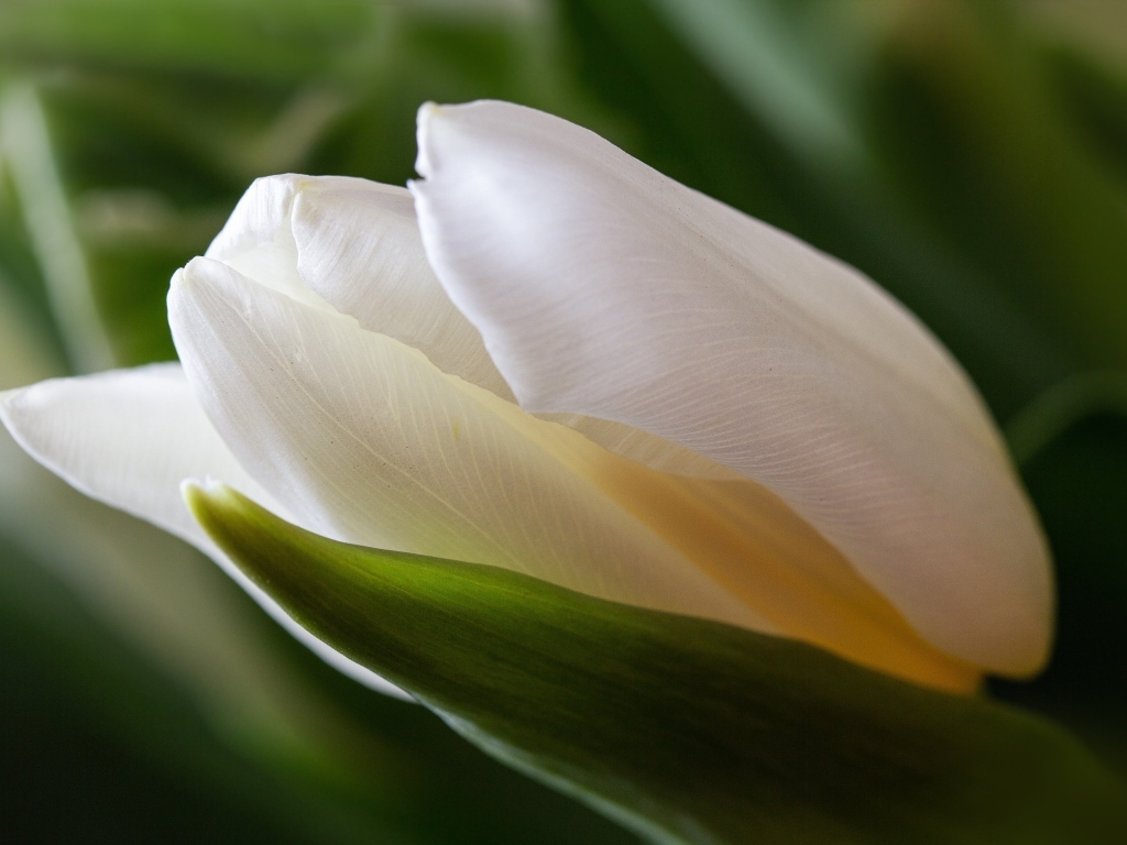 Белый тюльпан с зелеными листьями крупным планом
