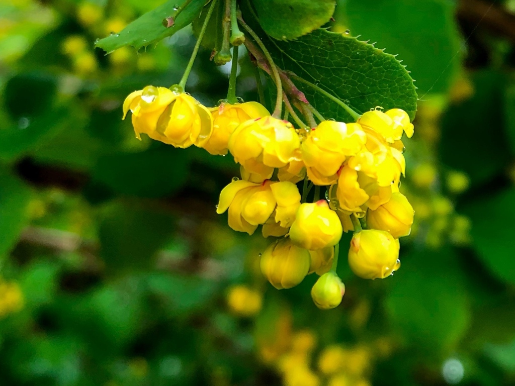 Желтые цветы барбариса в каплях воды крупным планом