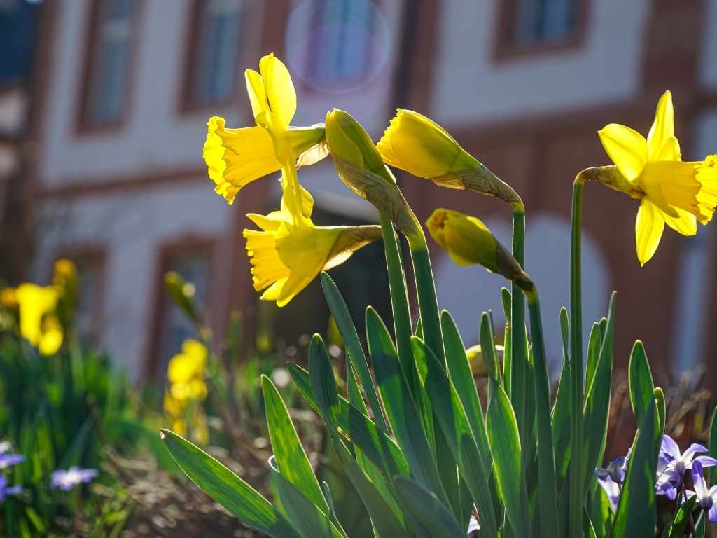 Желтые нарциссы распускаются на клумбе весной