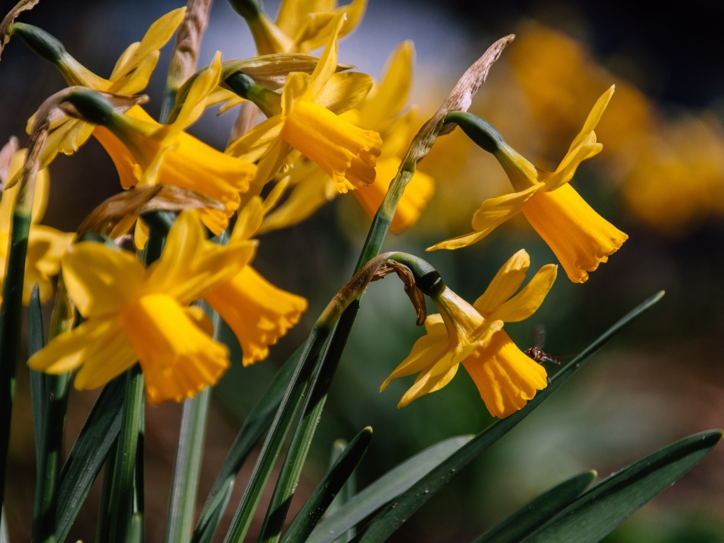 Желтые нарциссы в лучах солнца на клумбе