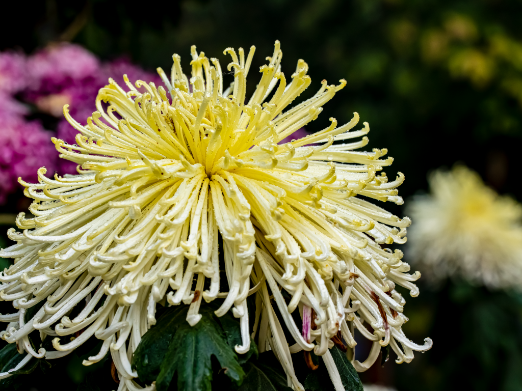 Желтый отцветающий цветок хризантемы