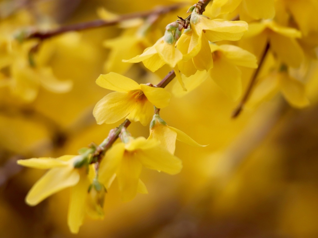 Желтые цветы сирени на ветке дерева