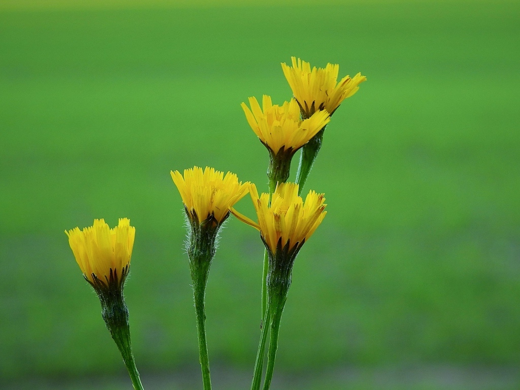 Желтые цветы молочая на зеленом фоне