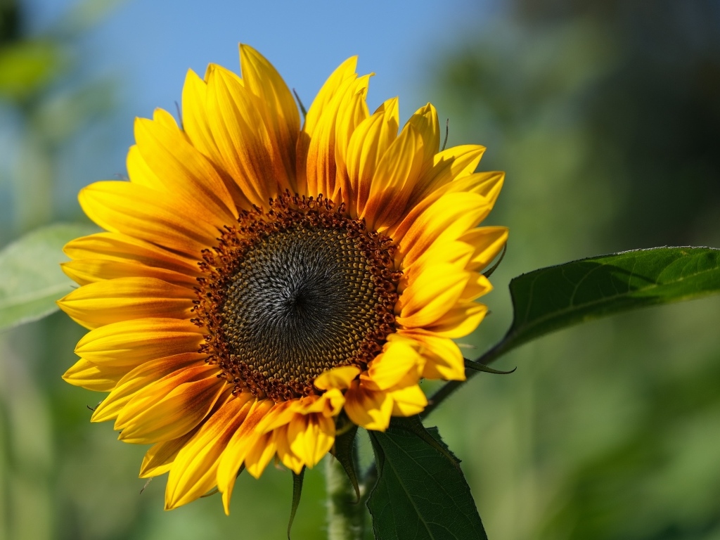 Желтый подсолнух с желтой серединой в лучах солнца