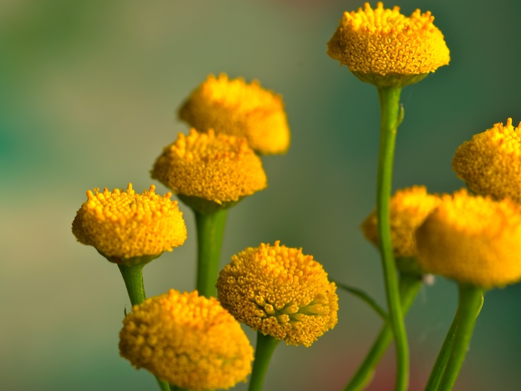 Желтые цветы пижмы на зеленом фоне крупным планом