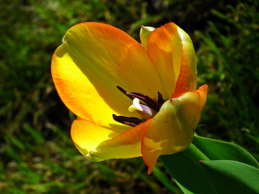 Желтый тюльпан в лучах солнца на клумбе