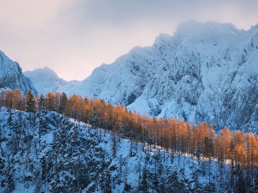 Покрытые холодным белым снегом горы с лесом