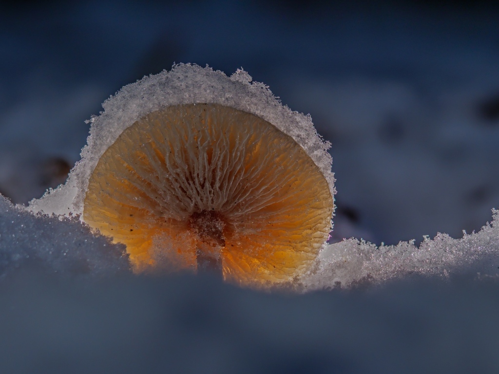 Маленький гриб замерзает под снегом