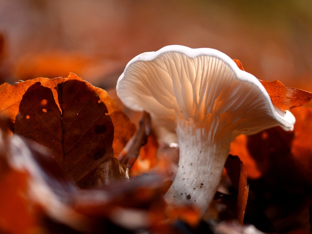 Гриб в желтой опавшей листве