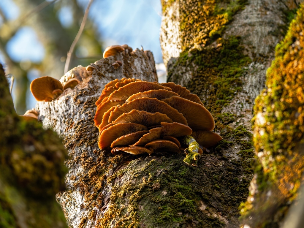 Грибы на покрытом мхом дереве осенью