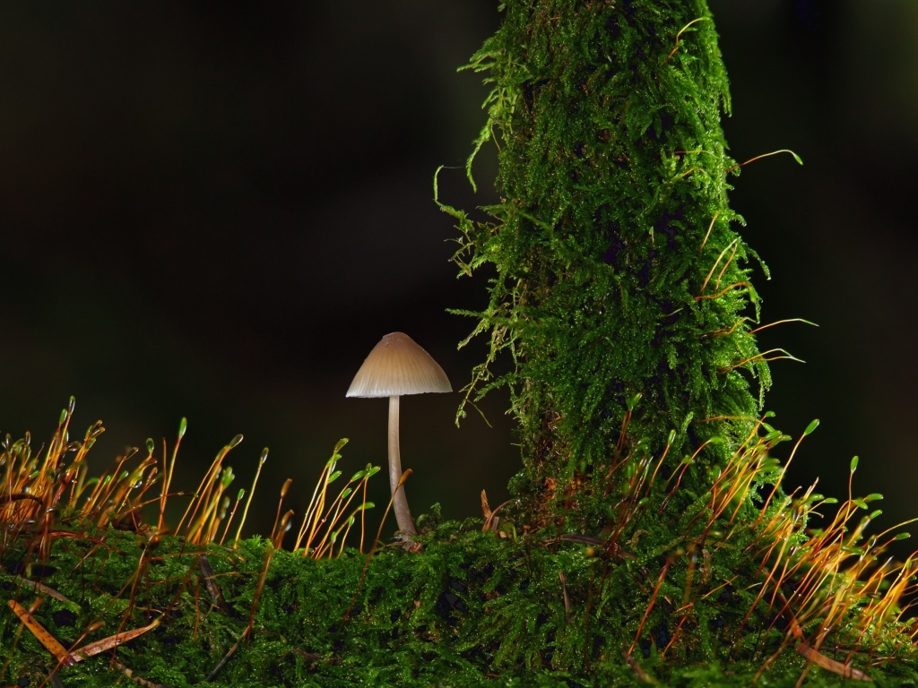 Маленький гриб на покрытой зеленым мхом земле