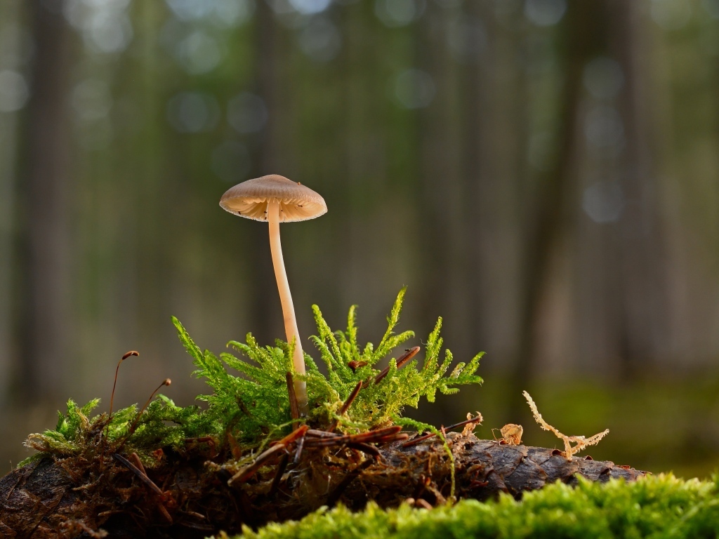 Маленький ядовитый гриб на покрытой мхом земле