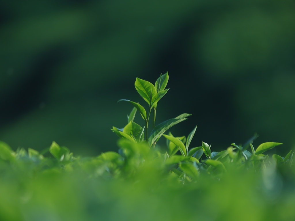 Зеленые листья чая на плантации