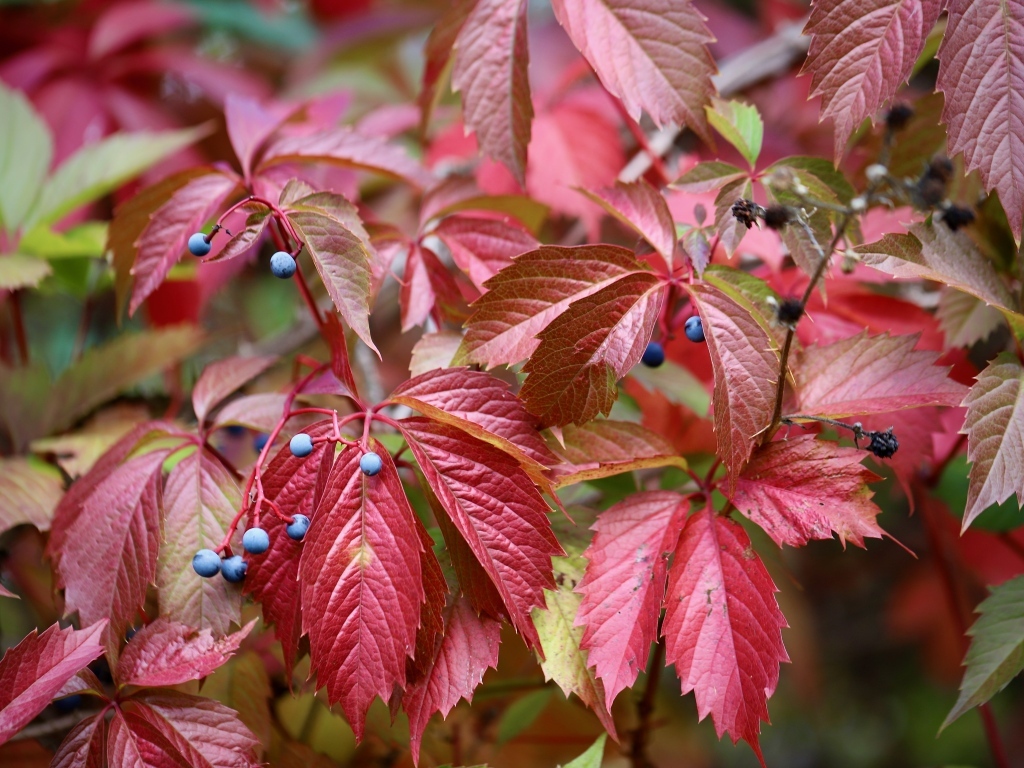 Красные листья дикого винограда