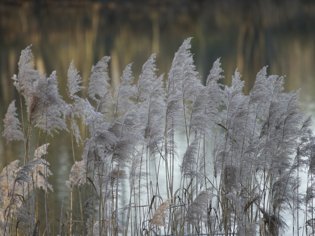 Колосья тростника у воды