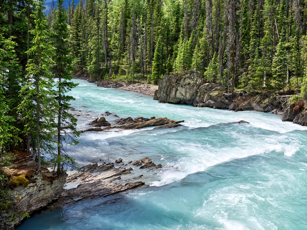 Быстрая голубая горная река с елями на берегу