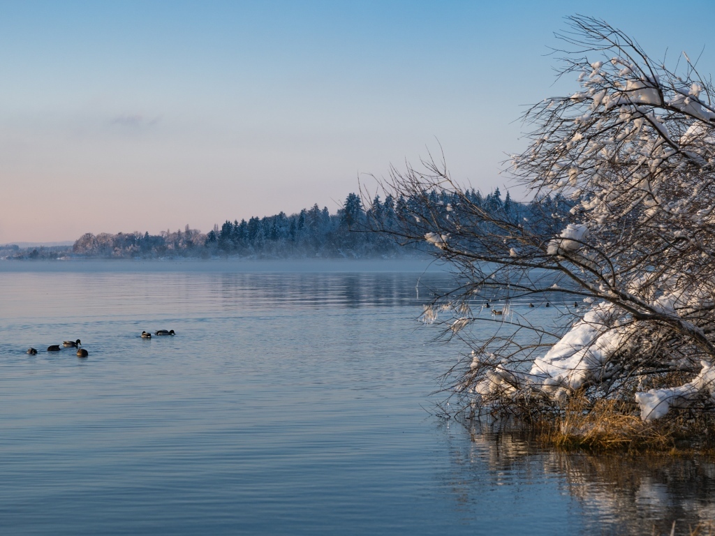 Заснеженные ветки дерева у озера