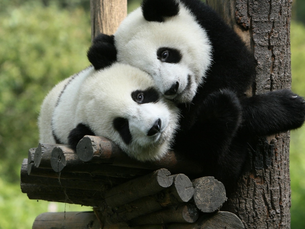 Две маленькие панды в зоопарке 