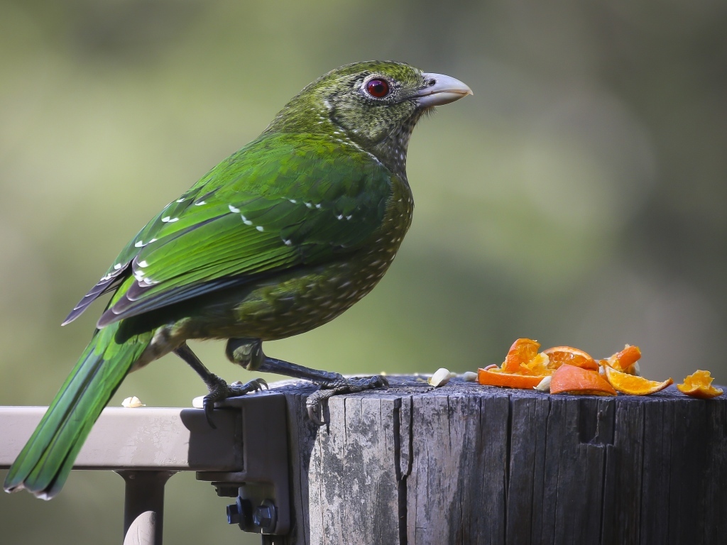 Зеленая птица на пне ест апельсиновые корки