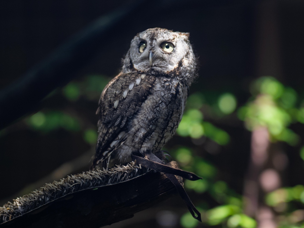 Серая сова сидит на ветке дерева в лесу