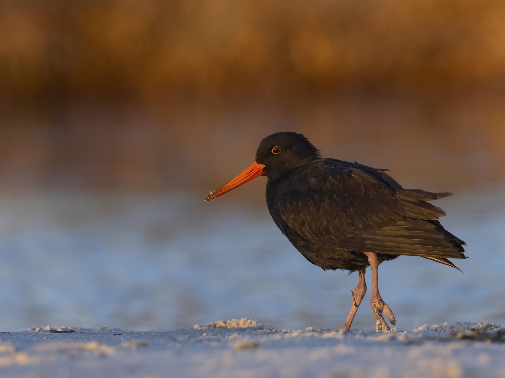 Черный кулик с красным носом идет по песку