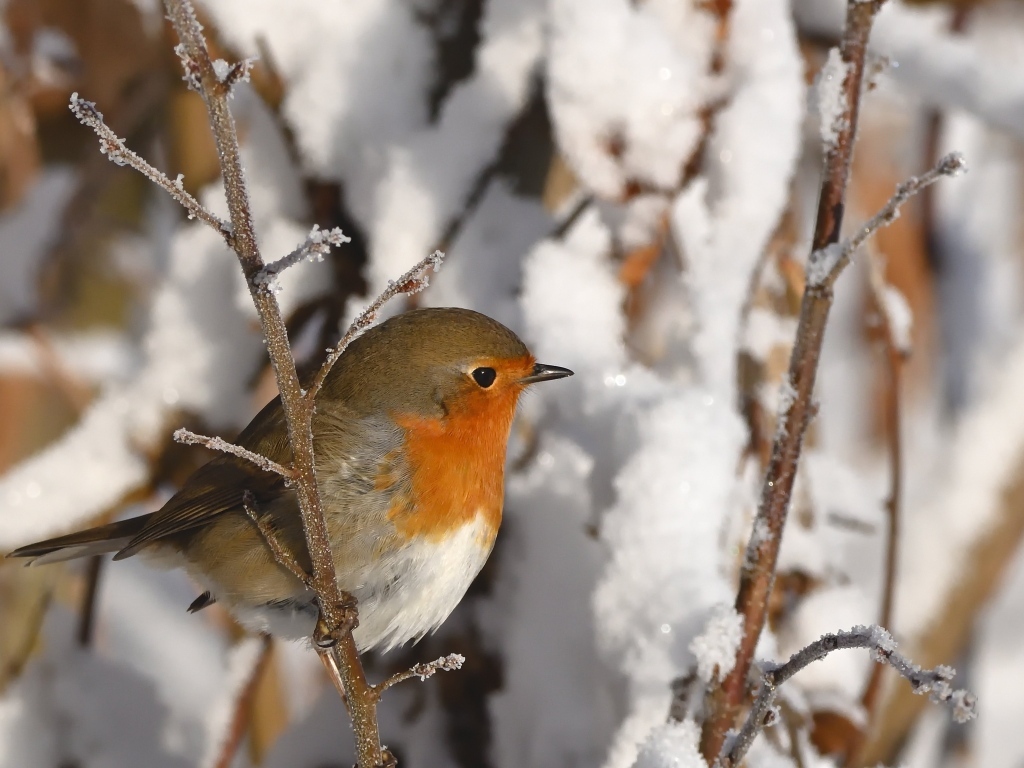 Маленькая птичка на покрытой инеем ветке
