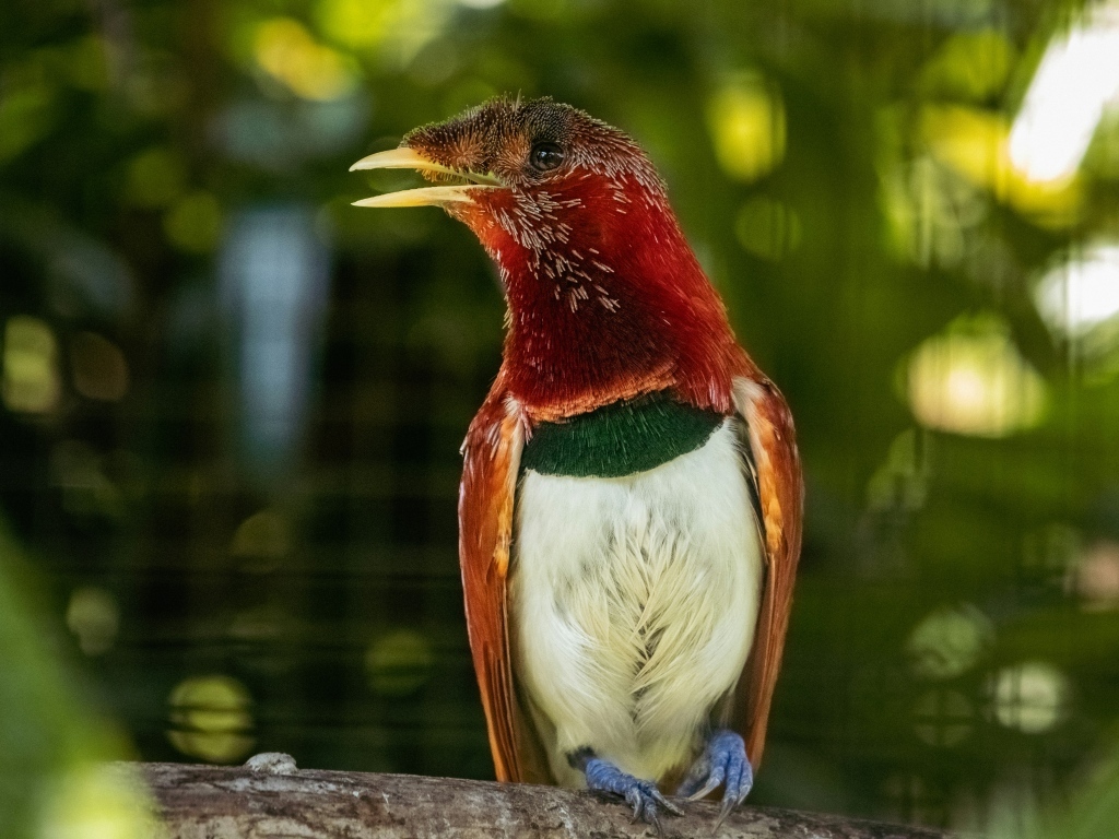 Тропическая птица сидит на ветке дерева