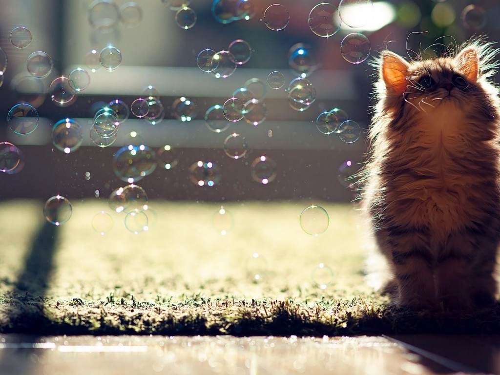 Маленький серый котенок с мыльными пузырями